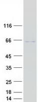 Human GLMN Protein (Recombinant Myc-DDK (Flag))