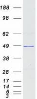 Human SUDS3 Protein (Recombinant Myc-DDK (Flag))