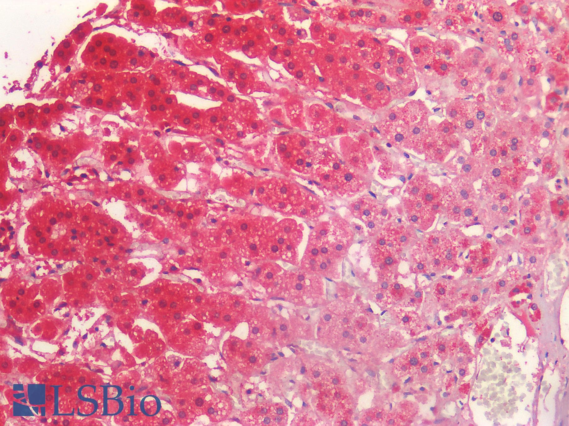 IHC-plus™ NOTCH2 Antibody
