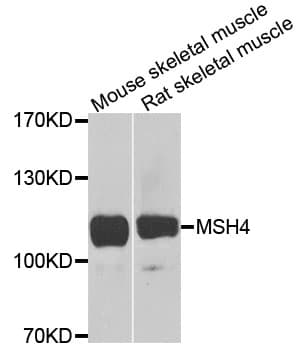 MSH4 Antibody