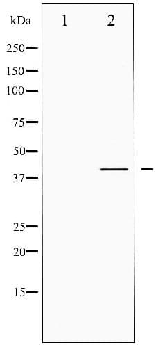 CREB1 / CREB Antibody (phospho-Ser142)