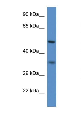 PEX2 / PAF-1 Antibody (N-Terminus)