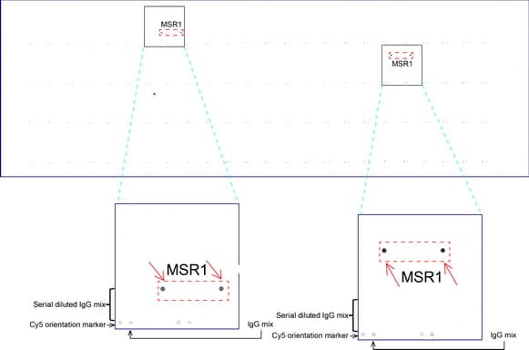 MSR1 / CD204 Antibody (aa197-451, clone UMAB246)