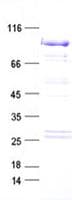 Human BRAF / B-Raf Protein (Recombinant Myc-DDK (Flag), C-terminus)
