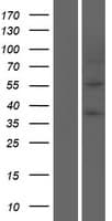 Human PLIN1 / Perilipin Protein (Over-Expression Lysate Myc-DDK (Flag))
