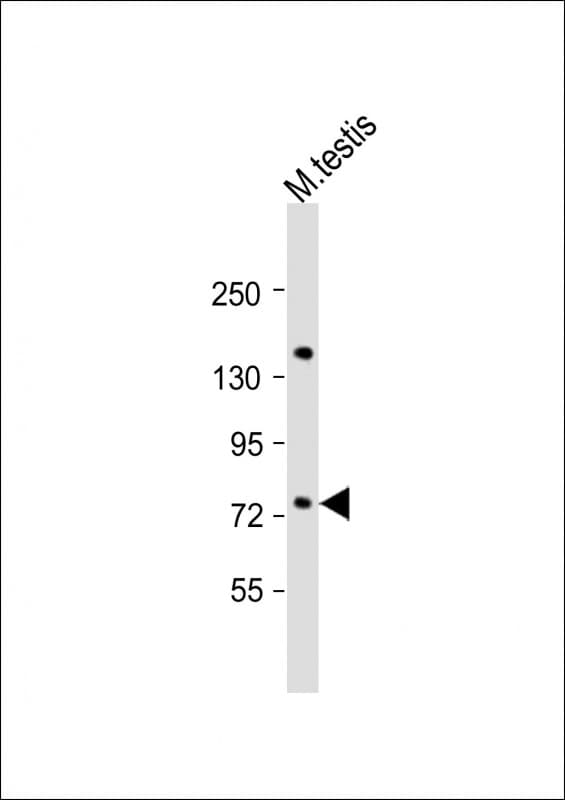FLYWCH1 Antibody (aa414-447)