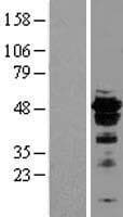 FOXA2 Protein (Over-Expression Lysate Myc-DDK (Flag))