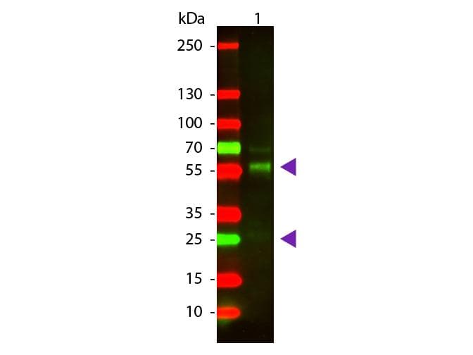 Polyclonal Goat Anti-Bovine IgG Secondary Antibody (TR, IF, WB)