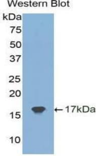 TIMP2 Antibody (aa33-153, Cy3)