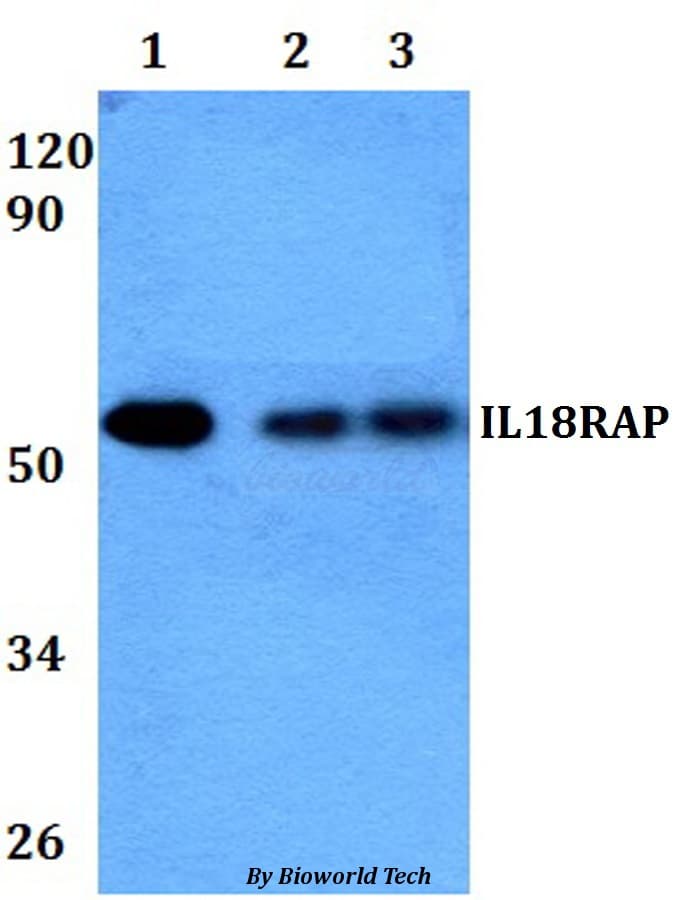 Polyclonal Rabbit anti-Human AcPL / IL18RAP Antibody (WB)