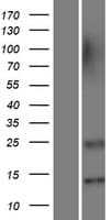 LOC650293 Protein (Over-Expression Lysate Myc-DDK (Flag))