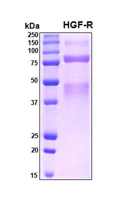 Human c-Met Protein (Recombinant 6His, N-terminus)