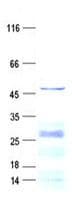 Human TFAP2D Protein (Recombinant His, N-Terminal)