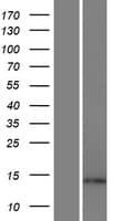 ARL17A Protein (Over-Expression Lysate Myc-DDK (Flag))
