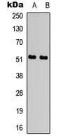 ATF2 Antibody (N-Terminus)
