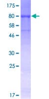 Human CDC45 Protein (Recombinant GST)