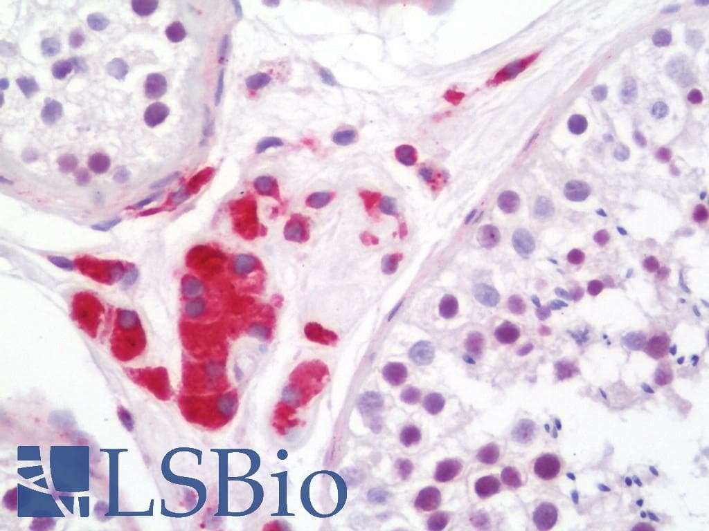 IHC-plus™ INSL3 Antibody (aa19-68)