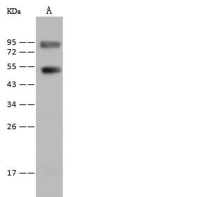 Polyclonal Rabbit anti-Mouse ESRRB / ERR Beta Antibody (Preservative Free, WB)
