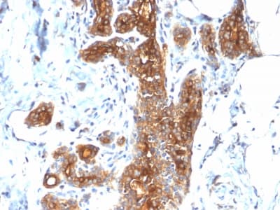 EMA / MUC1 Antibody (clone MUC1/2278R, Azide-free, Carrier-free)