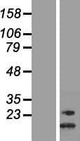 NKAIN3 Protein (Over-Expression Lysate Myc-DDK (Flag))