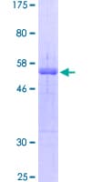 Human BCL10 / BCL-10 Protein (Recombinant GST)