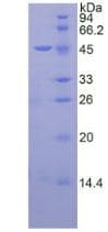 Mouse NRG1 / Heregulin / Neuregulin Protein (Recombinant His-GST, N-terminus)