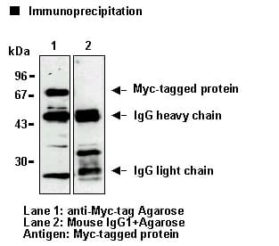 MYC / c-Myc Antibody (clone PL14, Agarose)