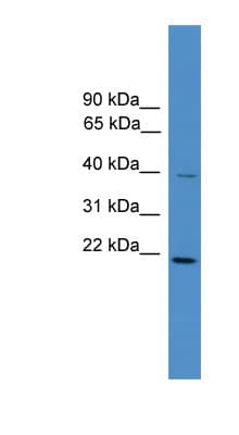 DNAJB4 Antibody (aa210-259)