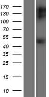 GFRA1 / GFR Alpha Protein (Over-Expression Lysate Myc-DDK (Flag))
