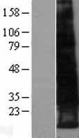 LEPROTL1 Protein (Over-Expression Lysate Myc-DDK (Flag))