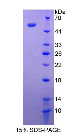 Bovine Antithrombin Protein (Recombinant His-S)