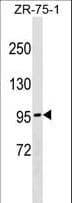 NDST4 Antibody (aa185-212)