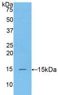 CASP3 / Caspase 3 Antibody (aa183-277, FITC)