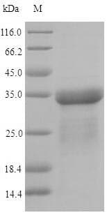 Escherichia coli fimA Protein (Recombinant 6His-SUMO, N-terminus)