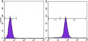 PTEN Antibody (clone 1B8)