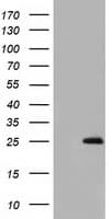 GSTA4 Antibody (clone OTI1E2)