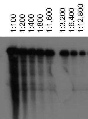 ABCA1 Antibody (aa200-250, clone 3A1.891.3)