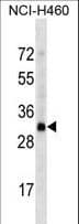 OR4D2 Antibody (aa211-239)