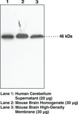 NAPE-PLD Antibody