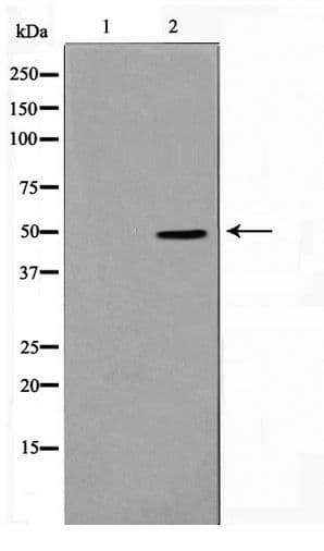 Polyclonal Rabbit anti-Human SERINC1 Antibody (WB)