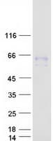 Human LILRA3 / CD85e Protein (Recombinant Myc-DDK (Flag))