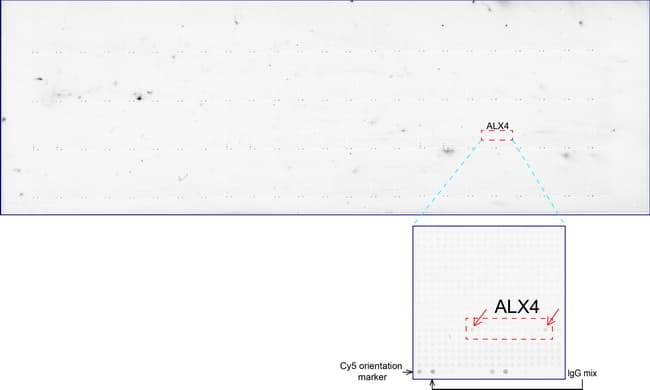 ALX4 Antibody (clone UMAB118)
