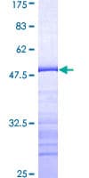 Human PTK2B / PYK2 Protein (Recombinant GST, N-terminus)