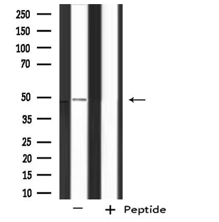 PHAX Antibody
