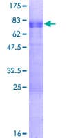 Human GATA3 Protein (Recombinant GST)