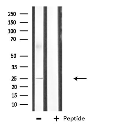 CDC42EP3 Antibody