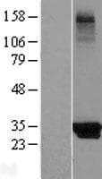 KCTD14 Protein (Over-Expression Lysate Myc-DDK (Flag))