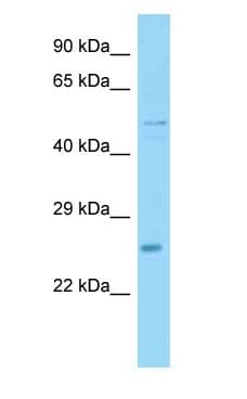 Polyclonal Rabbit anti-Mouse UBXN6 / UBXD1 Antibody (aa301-350, WB)