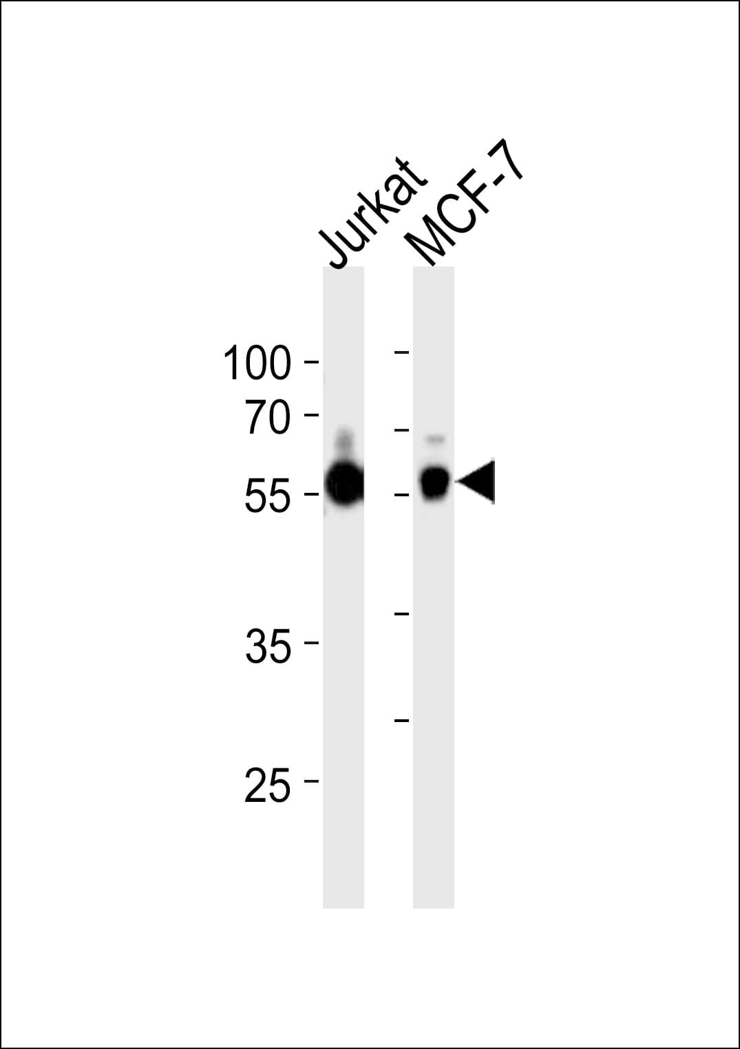 ZNF434 Antibody (aa159-187)