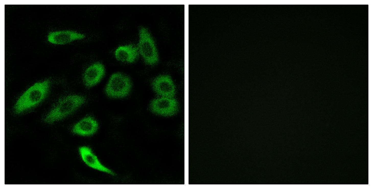 TAS2R3 Antibody